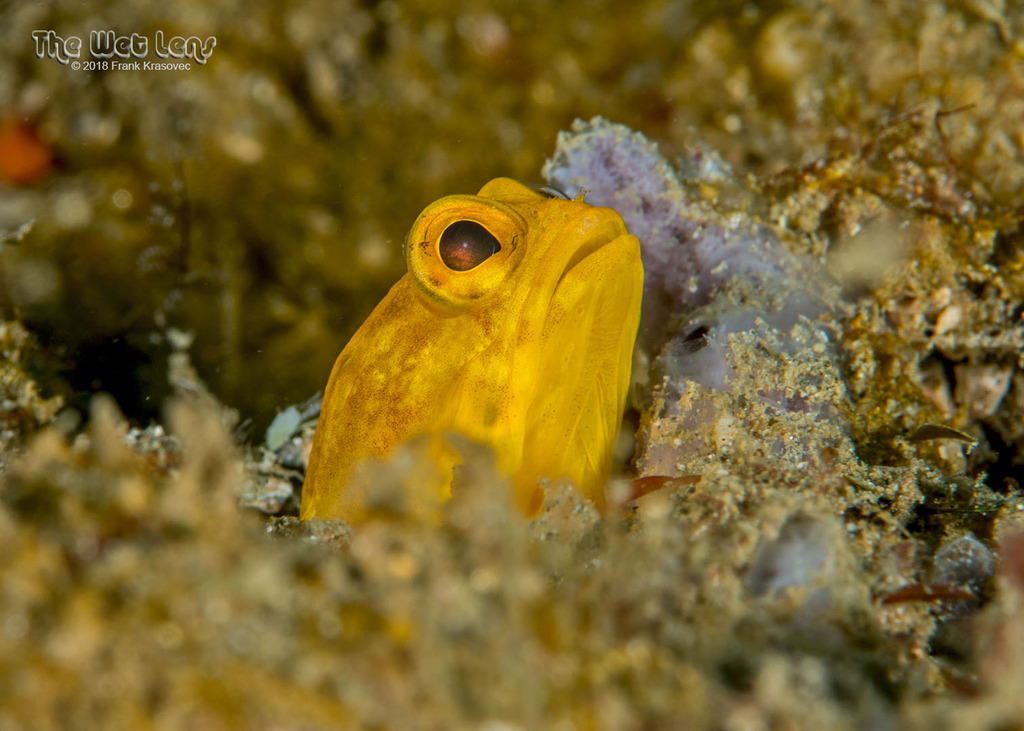 Solor Jawfish