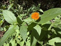 Lasianthaea macrocephala, photograph author not stated, no rights reserved