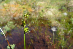 Carex interior