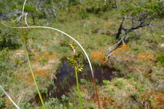 Carex interior