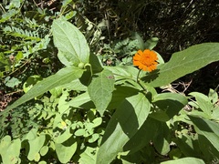 Lasianthaea macrocephala, photograph author not stated, no rights reserved
