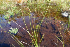 Carex interior