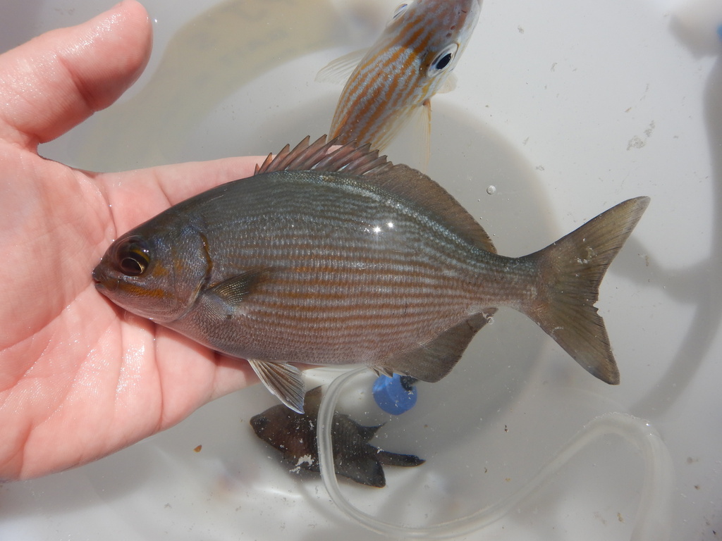 Geelstreep-zeekarper (Kyphosus vaigiensis) — Kyphosidae
