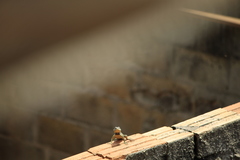 Tropidurus torquatus