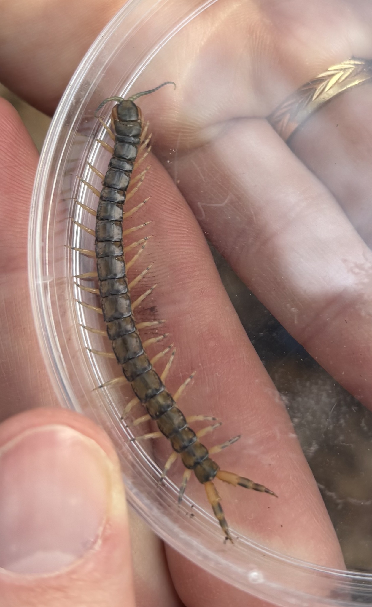 Hemiscolopendra marginata Say, 1821