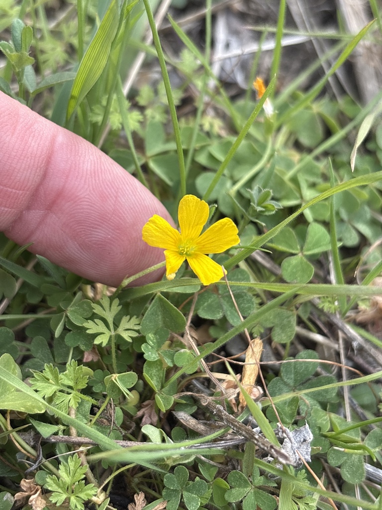 Foto de Oxalis dillenii