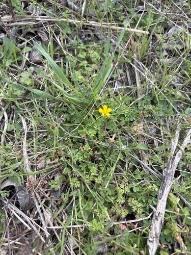 Foto de Oxalis dillenii