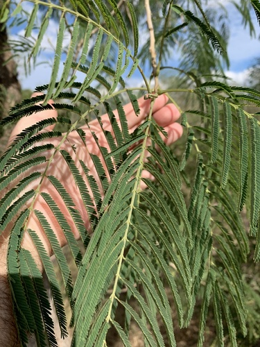 Foto de leucena