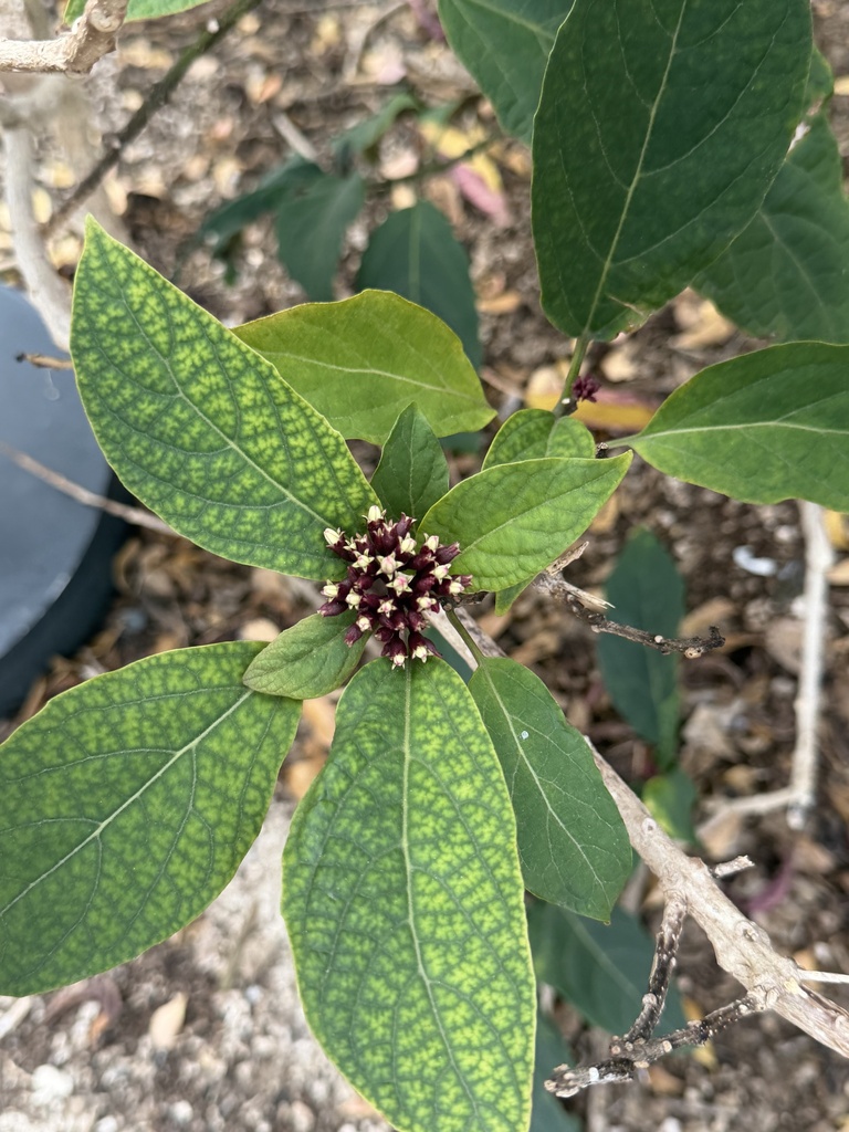 Pháo bông – Clerodendrum quadriloculare