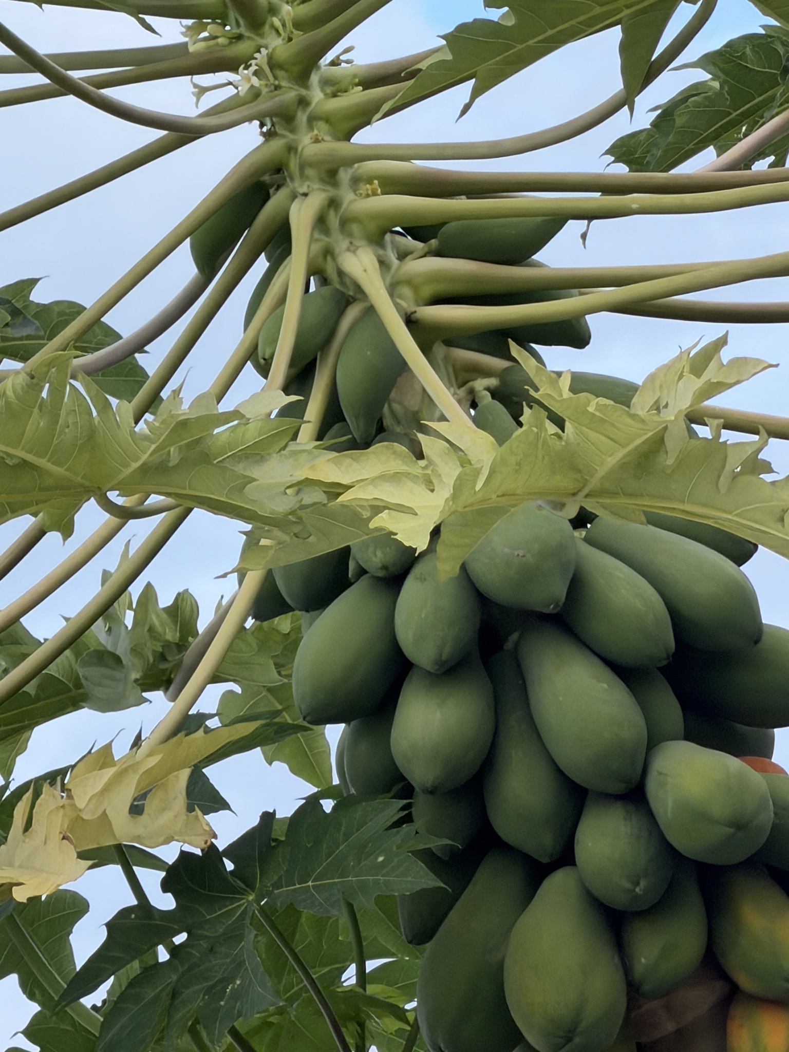 Foto de Carica papaya L.