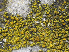 Flavoplaca flavocitrina