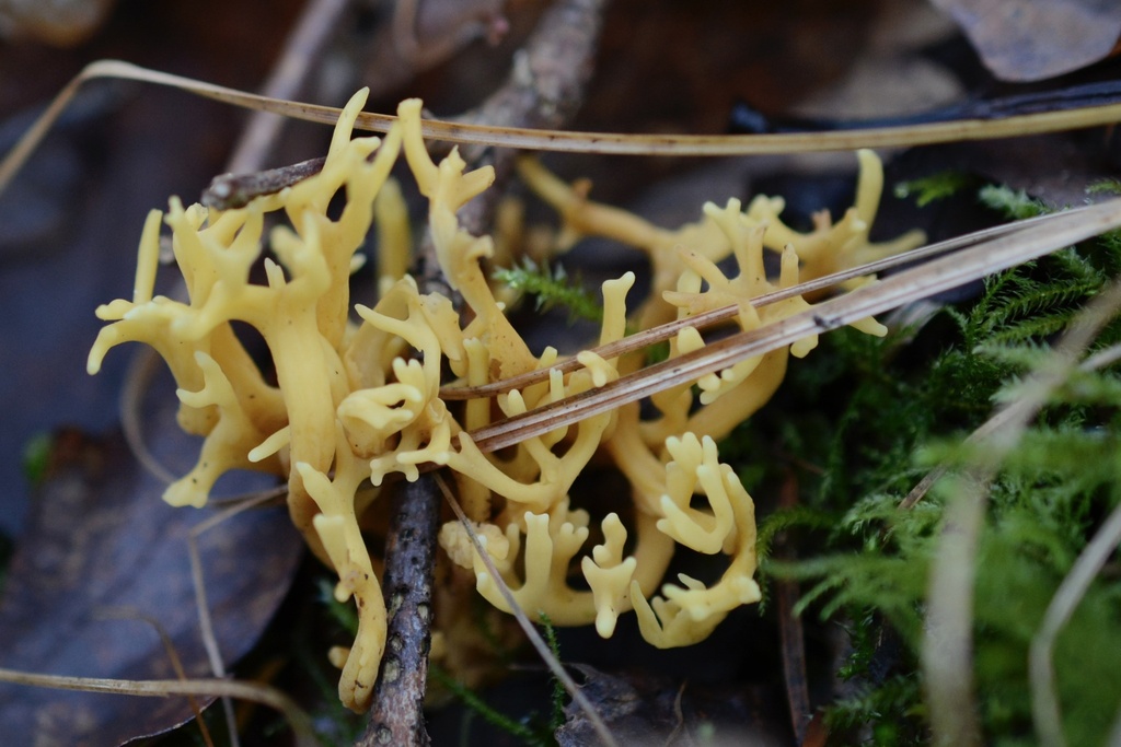 Clavulinopsis corniculata · January 2026 · photo: © cryptomarasmius (iNaturalist, cc-by)