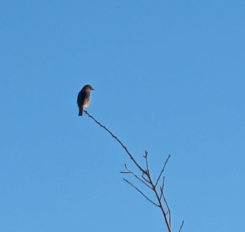 Eastern Bluebird