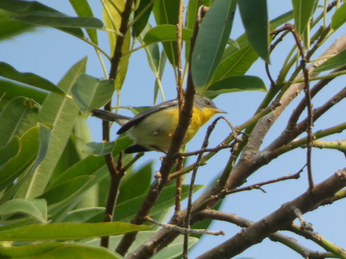 Tropical Parula (Setophaga pitiayumi)
