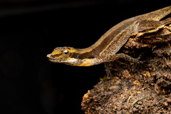 Lvnch's Anole photo 1