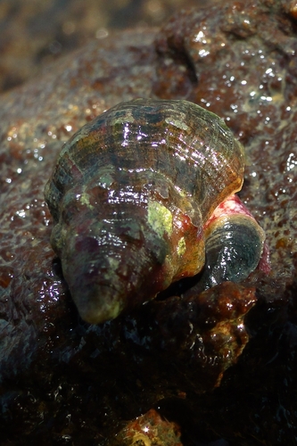 Leucozonia nassa