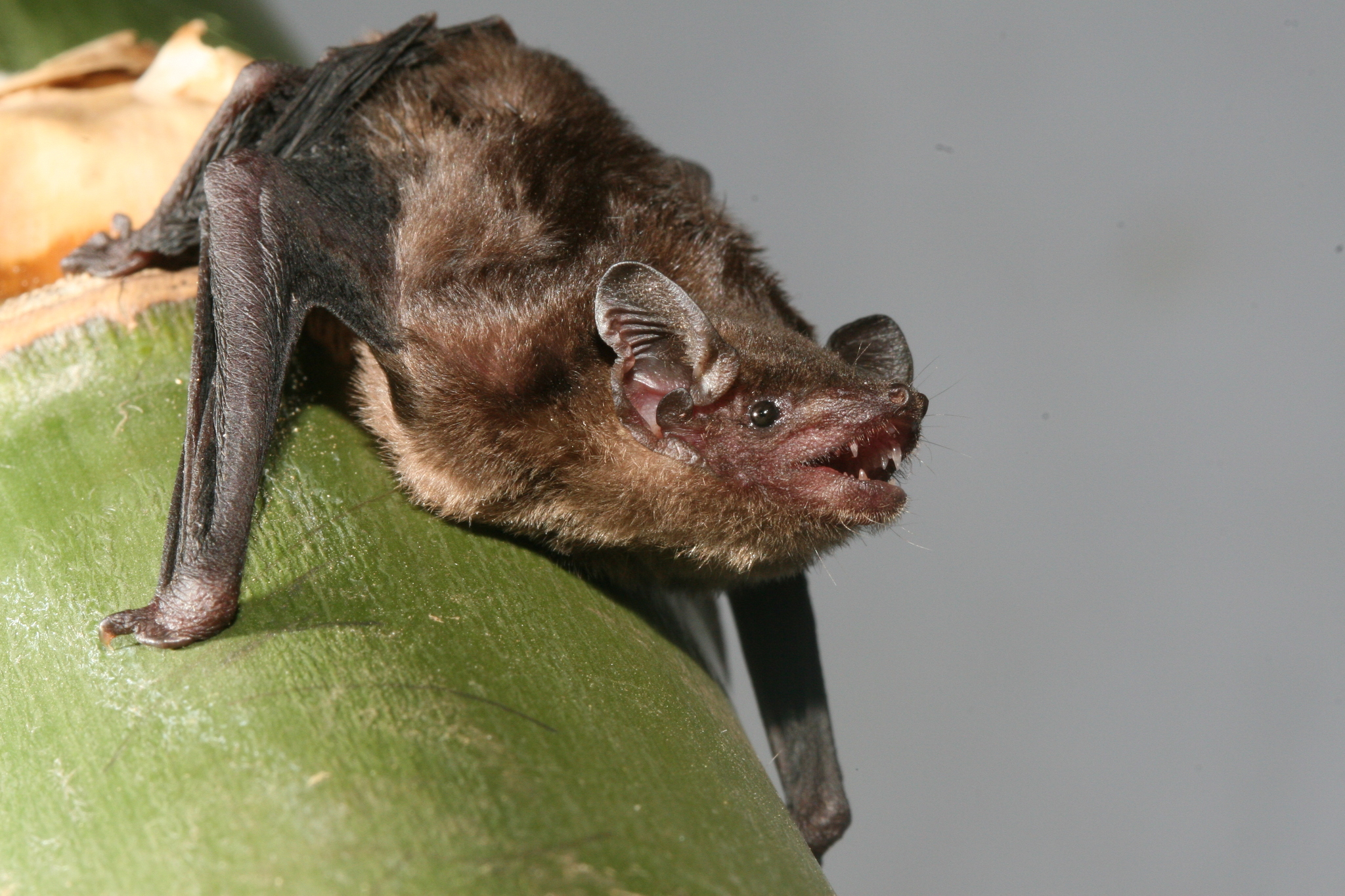 Malayan Bamboo Bat photo 5