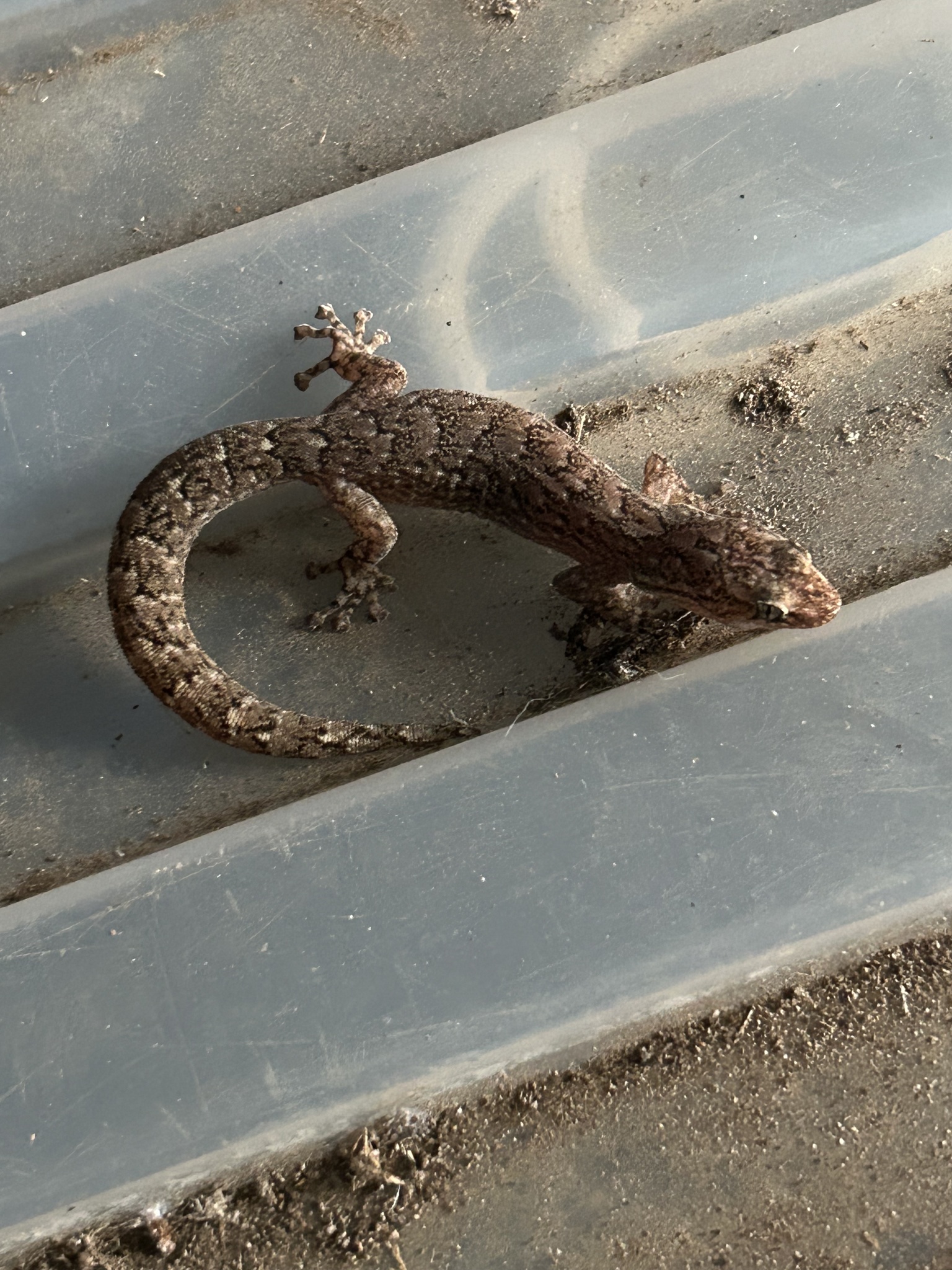 Christinus marmoratus (Gray, 1845)