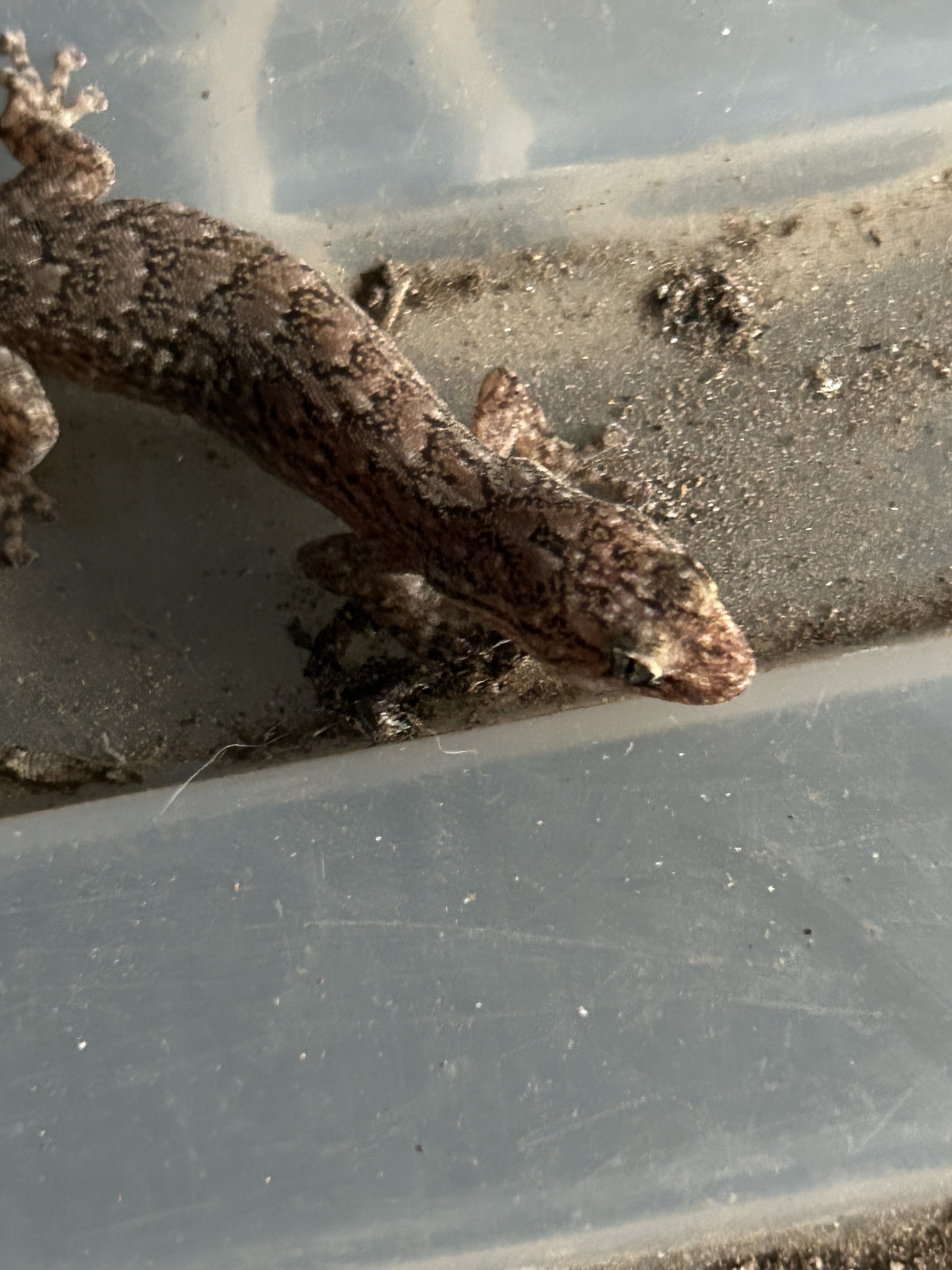 Christinus marmoratus (Gray, 1845)