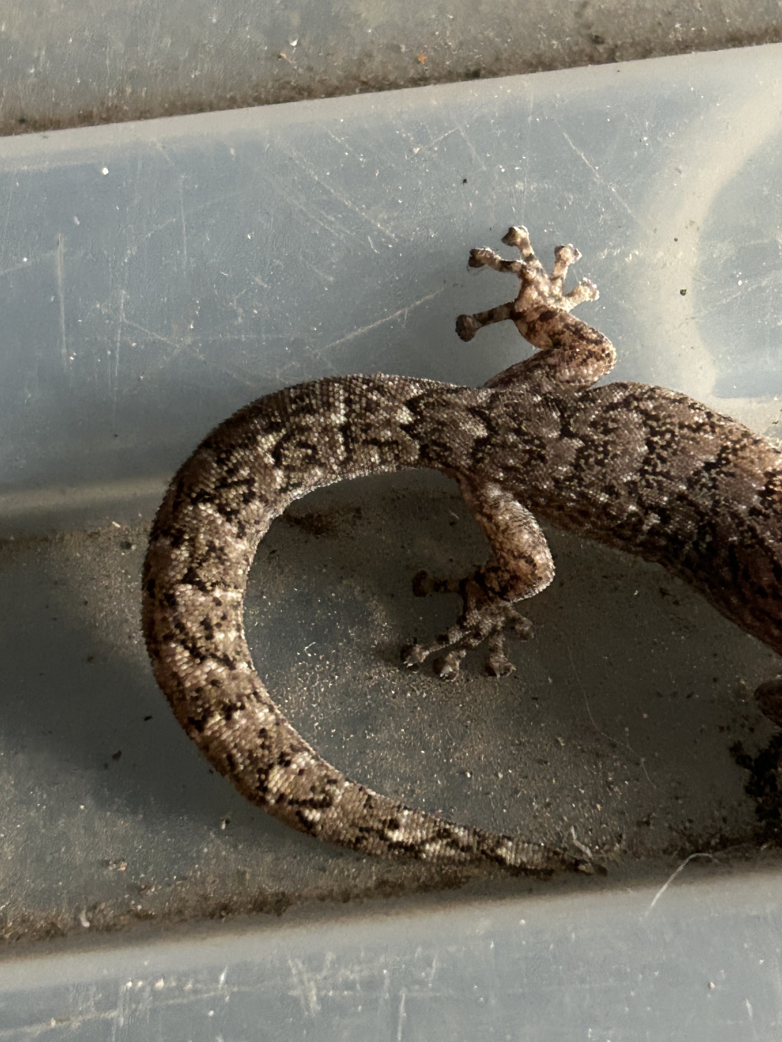 Christinus marmoratus (Gray, 1845)