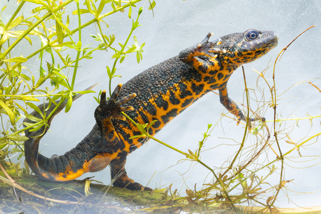 Balkan Crested Newt