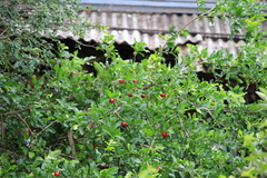 Malpighia emarginata