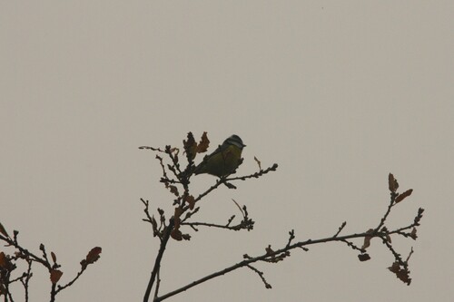Avistamiento Cyanistes caeruleus