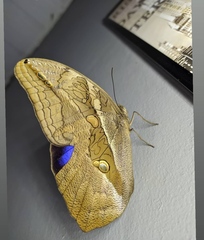 Opsiphanes boisduvallii