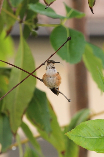 Allen's Hummingbird (Selasphorus sasin), photo 5
