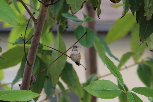 Allen's Hummingbird (Selasphorus sasin), photo 6