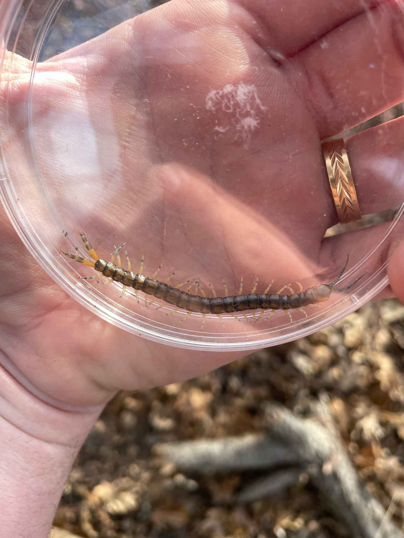 Hemiscolopendra marginata Say, 1821