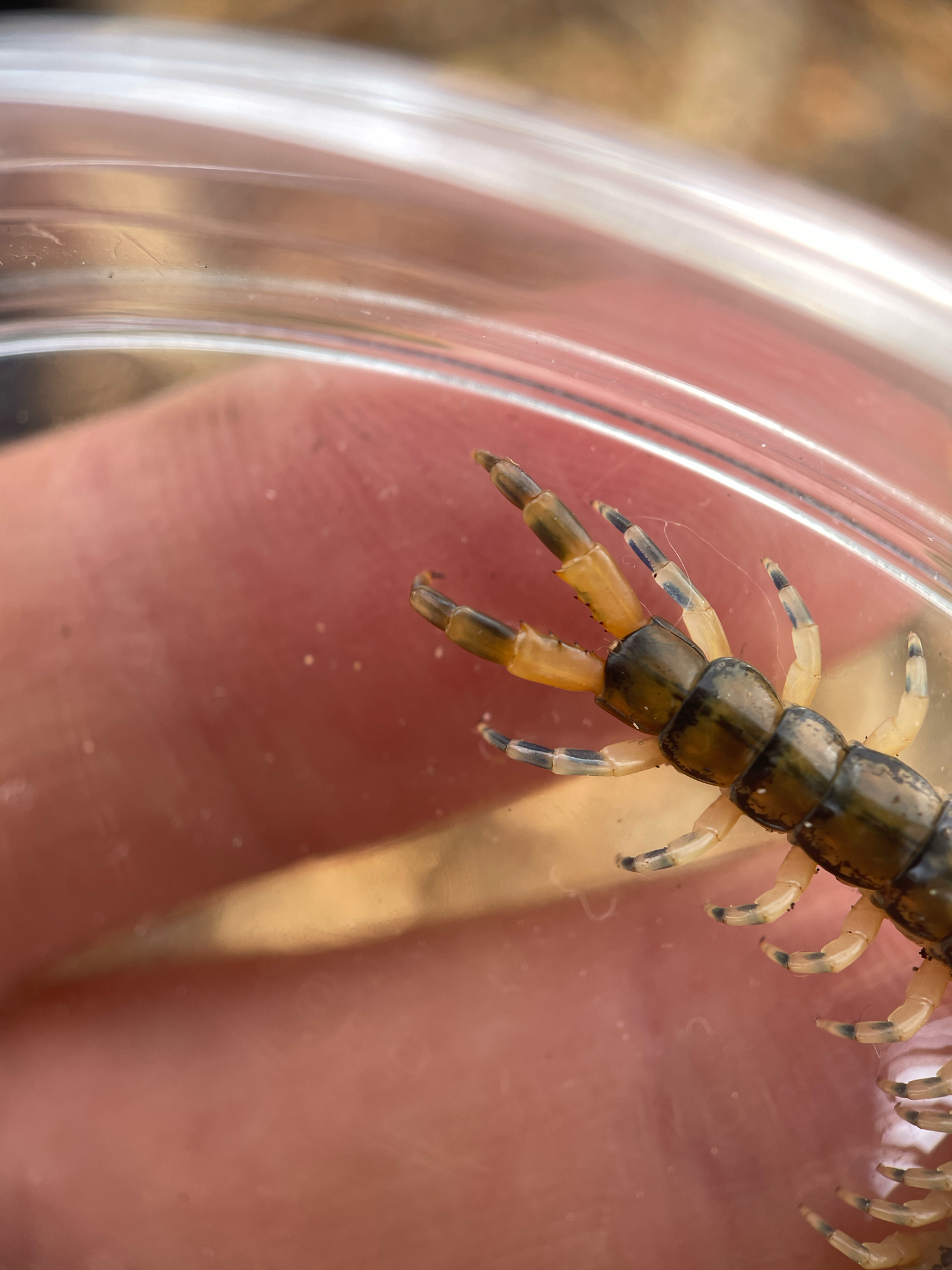 Hemiscolopendra marginata Say, 1821