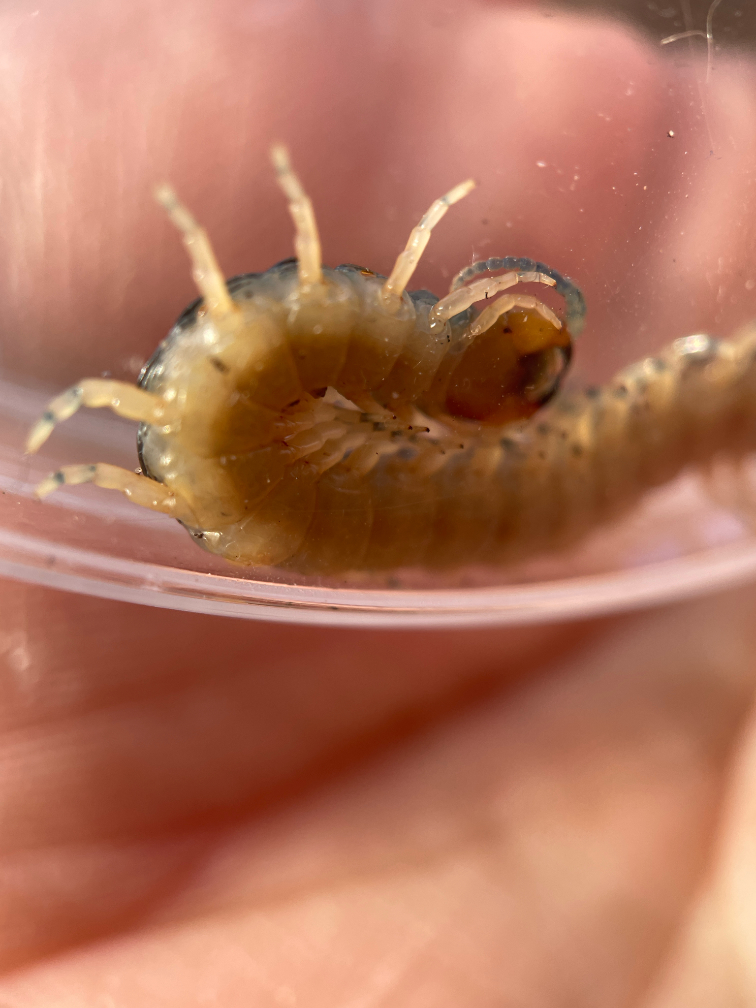Hemiscolopendra marginata Say, 1821
