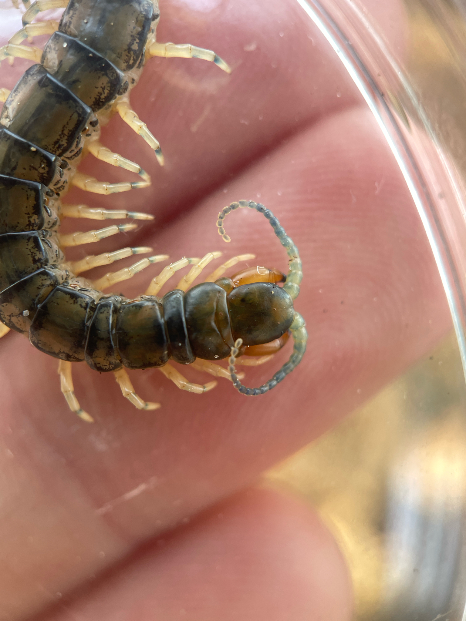 Hemiscolopendra marginata Say, 1821