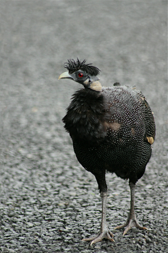 Southern Crested Guineafowl (Guttera edouardi), photo 10