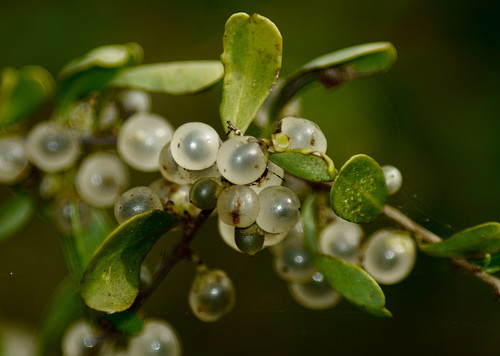 Achatocarpaceae