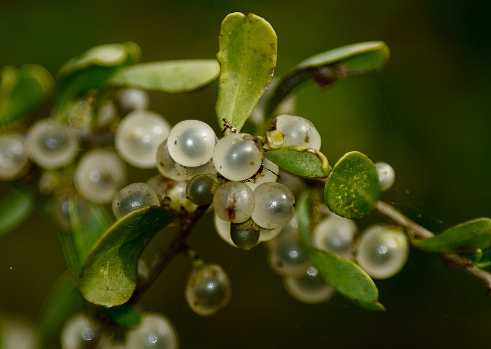 Achatocarpaceae
