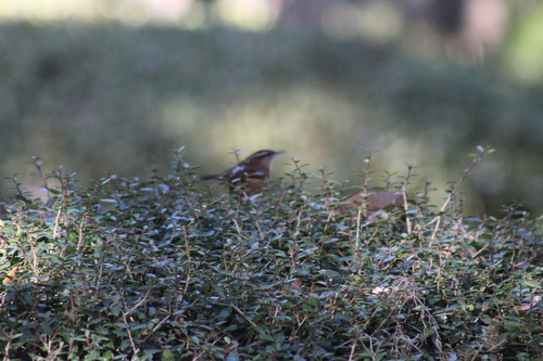 Carolina Wren (Thryothorus ludovicianus), photo 4