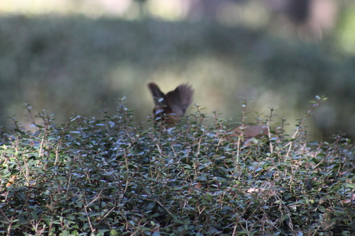 Carolina Wren (Thryothorus ludovicianus), photo 5