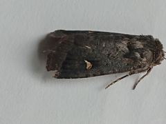 Proteuxoa comma
