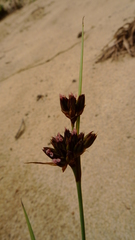 Juncus mertensianus