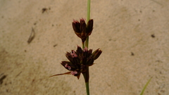 Juncus mertensianus