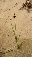 Juncus mertensianus