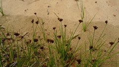 Juncus mertensianus