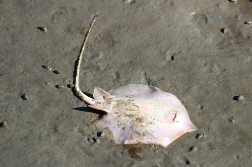 Atlantic Stingray (Hypanus sabinus) — Dasyatidae