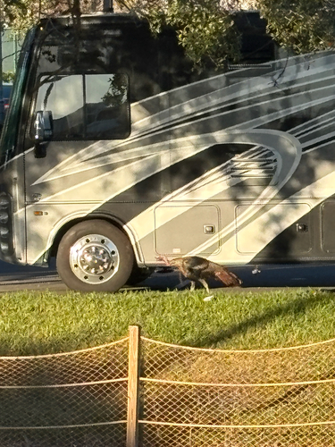 Wild Turkey (Meleagris gallopavo), photo 4