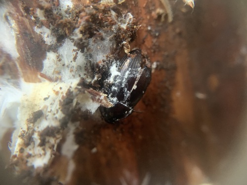 Nalassus laevioctostriatus, Gelderland, NL, photo 7 of 10