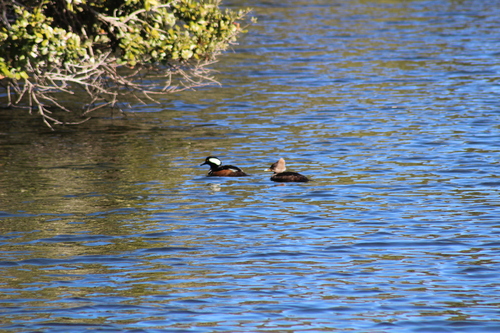 Hooded Merganser (Lophodytes cucullatus), photo 8