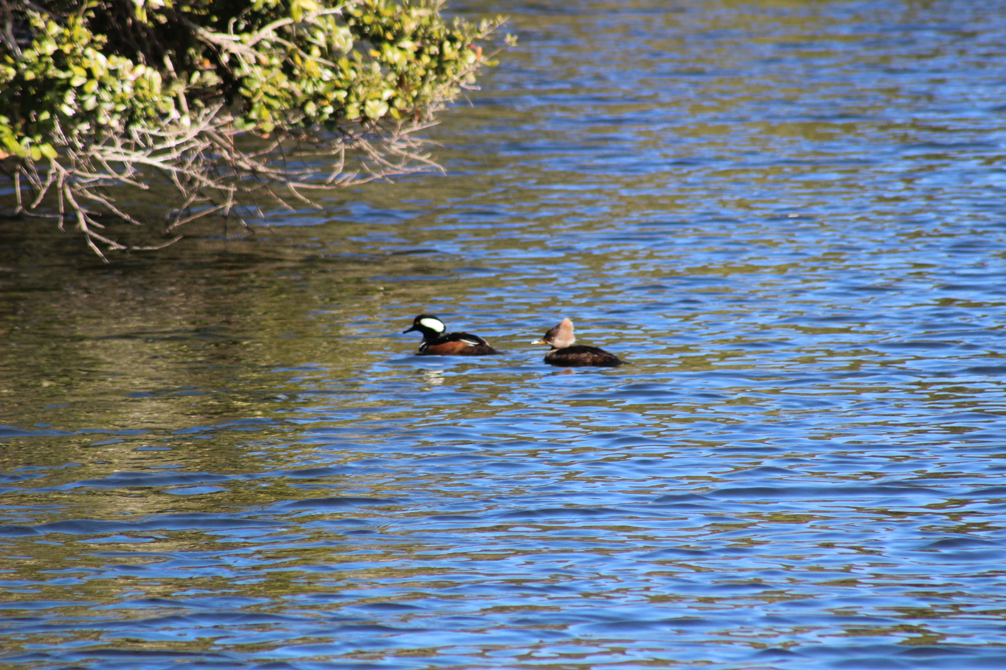 Hooded Merganser (Lophodytes cucullatus), photo 8