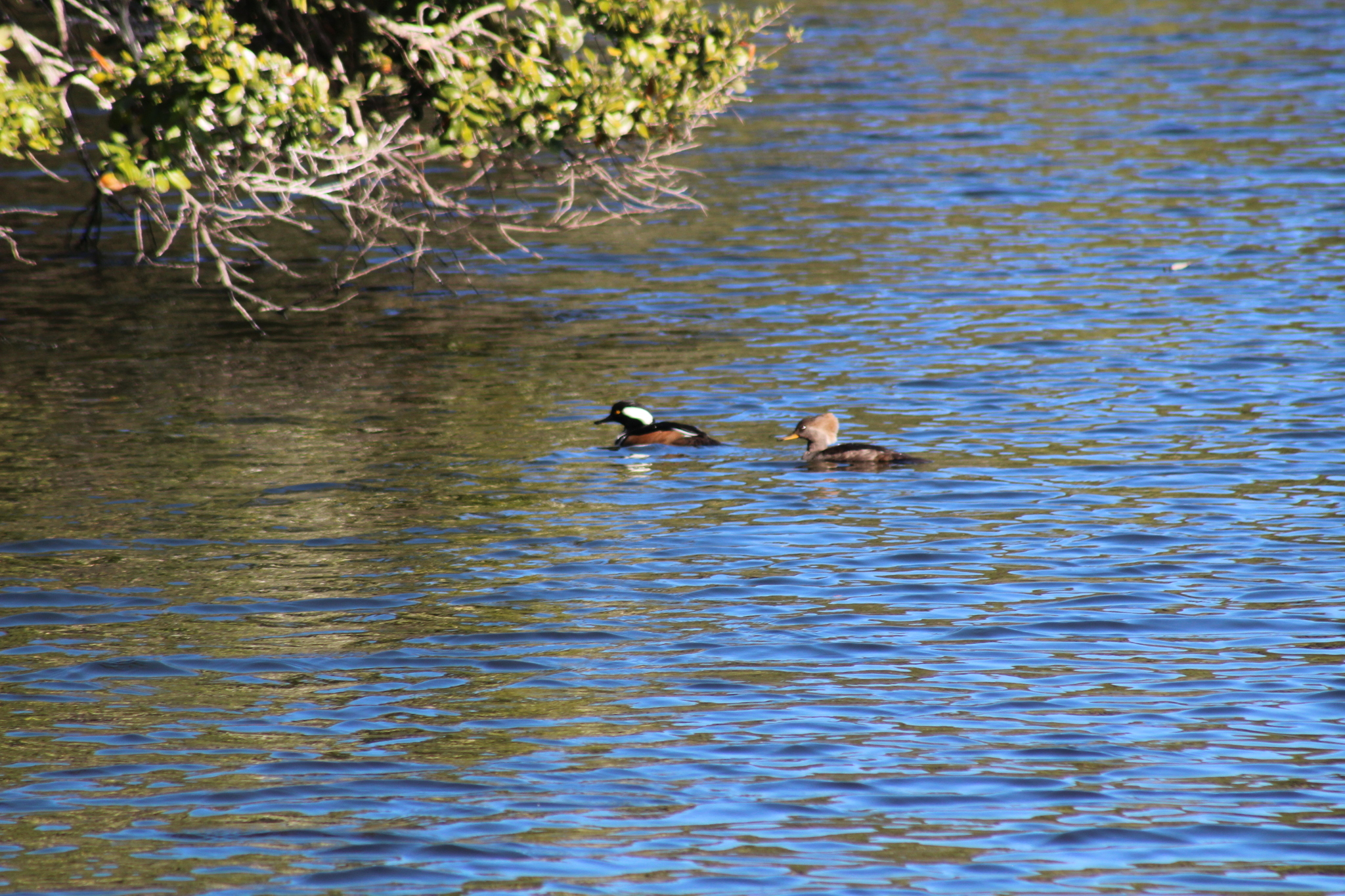 Hooded Merganser (Lophodytes cucullatus), photo 7